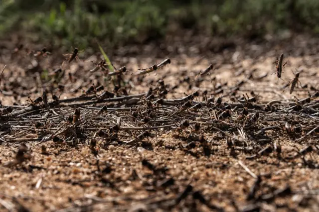 टिड्डियों का हमला