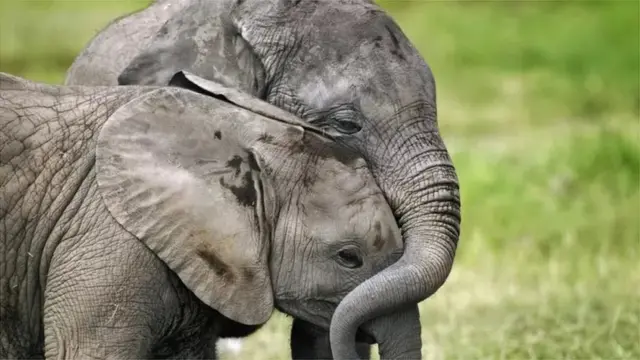 হাতিরা লোকালয়ে চলে আসে মাঝে মাঝে