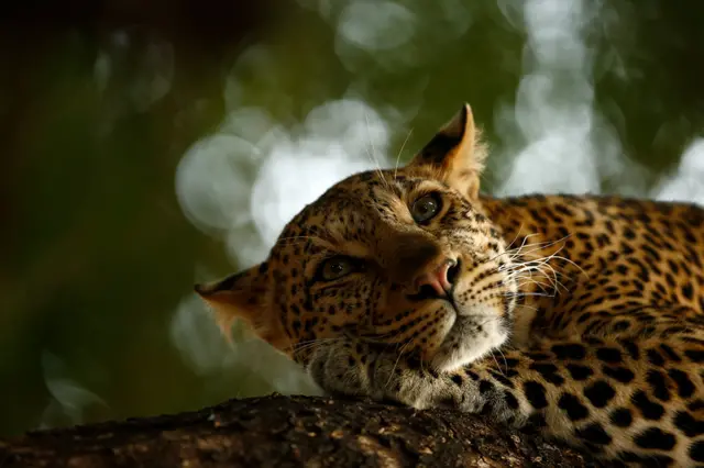 Leopardo descansando na Reserva1xbet minesCaça Mashatu do Botsuana