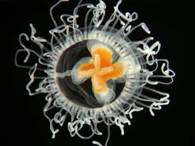 Turritopsis nutricula. Foto: Alvaro Migotto/Cebimar/USP.