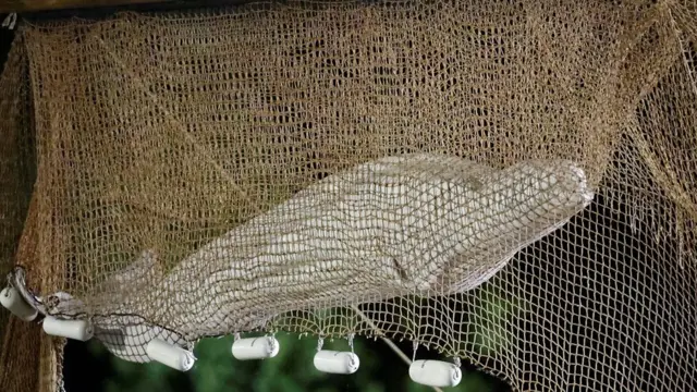 బెలుగా వేల్