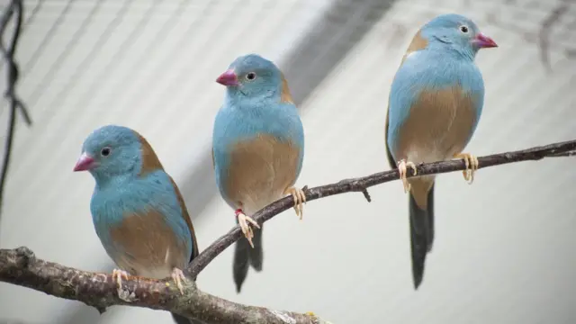 Cordon-bleu-de-cabeça-azul