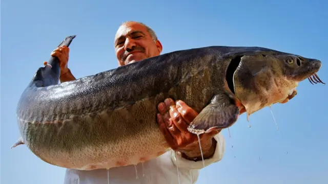 Російський осетер