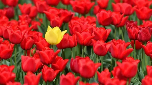 Tulipanes
