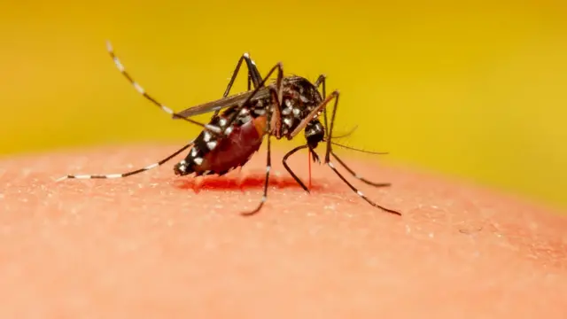 एडीस मच्छर