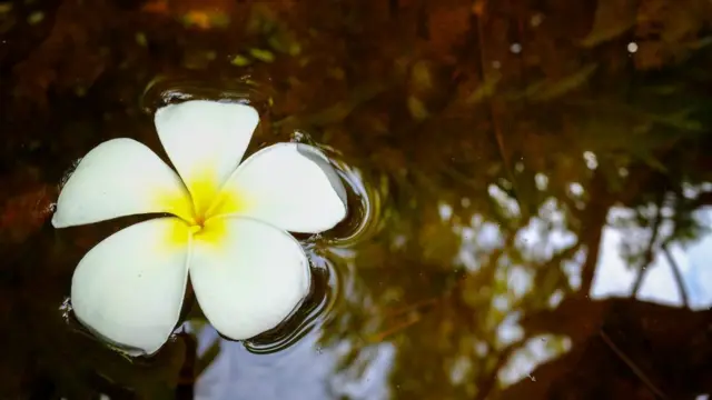 Flor na água