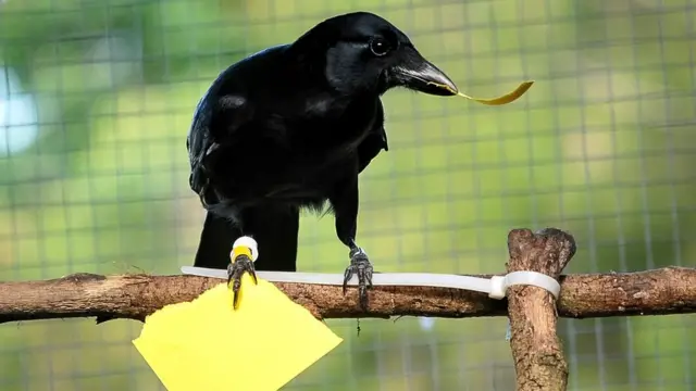 Crow vending machine skills 'redefine intelligence'