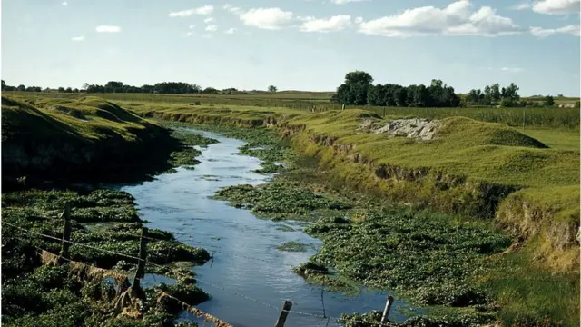 পঁচা পানিতে জন্মায় কিউলেক্স মশা।