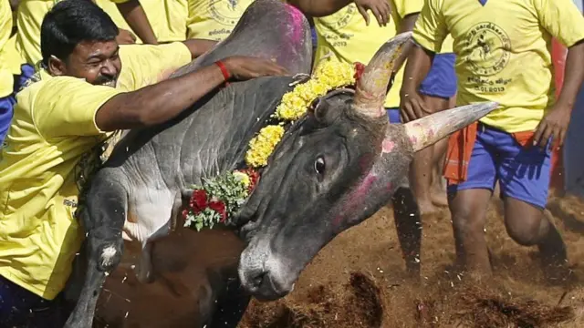 जल्लीकट्टू पर सांड