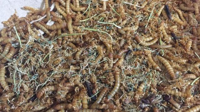 Larvasbet mais 365 como funcionabesouro