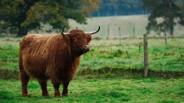 Породистый бык хайлендской породы