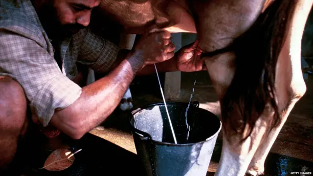 ਗਾਂ ਦਾ ਦੁੱਧ