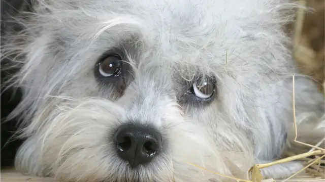 Денди-динмонт-терьер