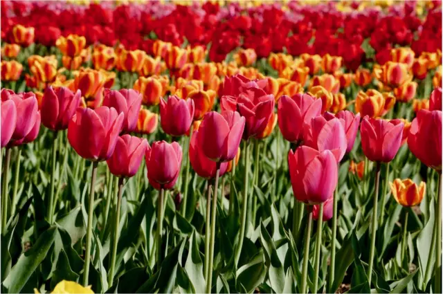 ట్యులిప్ గార్డెన్