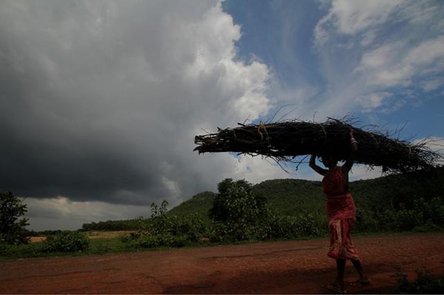 Une villageoise transporte du bois de chauffage en rentrant chez elle après l'avoir ramassé dans une forêt voisine pour l'utiliser comme combustible de cuisson à la périphérie de la ville de Bhubaneswar, dans l'est de l'Inde, le 30 juin 2020