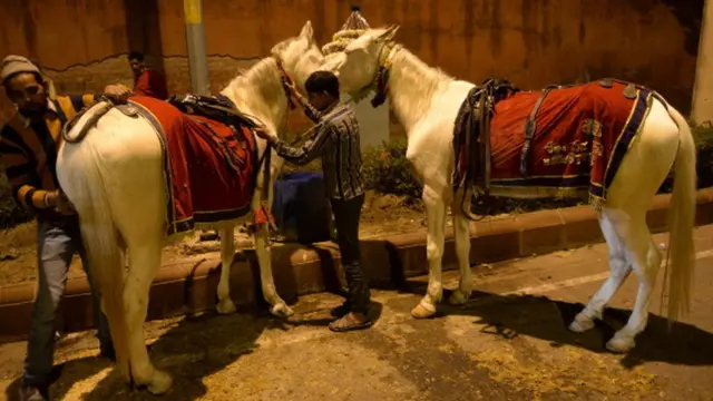 વરઘોડાના અશ્વો