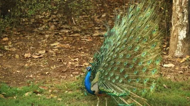 'மயில் எப்படி கர்ப்பமாகிறது?' ராஜஸ்தான் நீதிபதி புது விளக்கம்