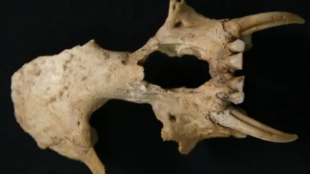 Lobanja izumrlog gibona