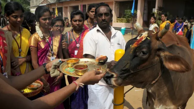 انڈیا، گائے