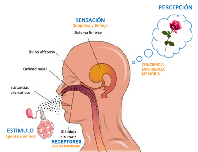 sentido del olfato para niños