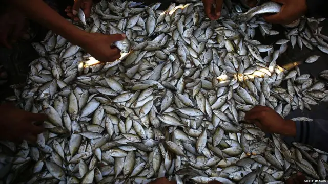 ਗਾਜ਼ਾ ਪੱਟੀ