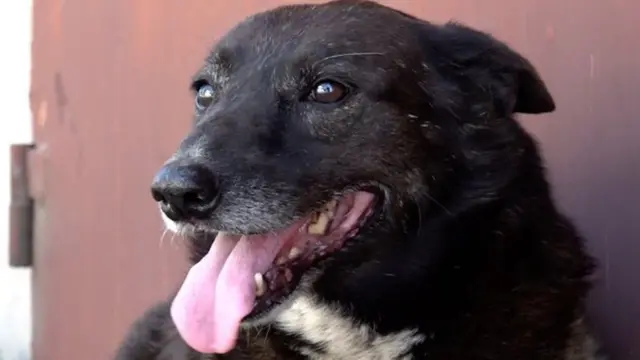 собака Пуля