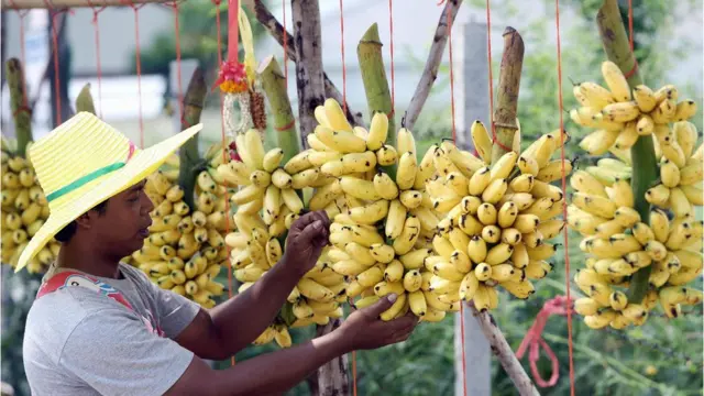 สวนกล้วยไข่