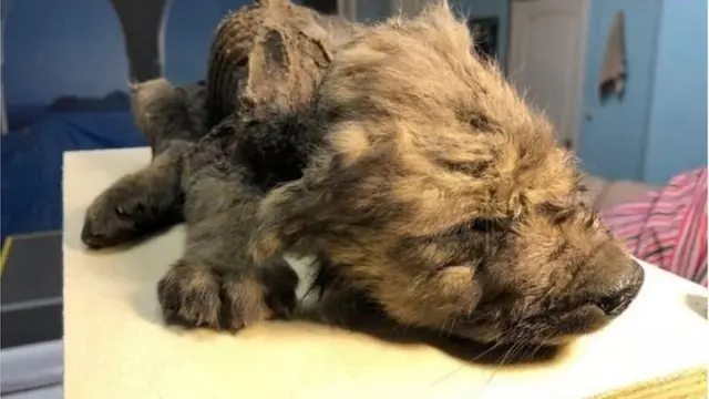 18 వేల ఏళ్ల నాటి కుక్క