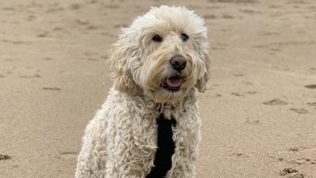 son los labradoodles buenos perros para correr