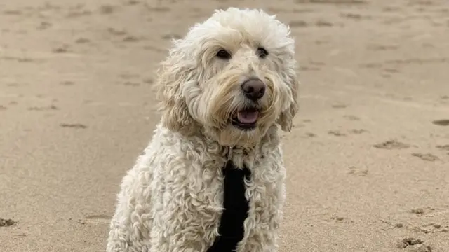 Labradoodle Barney