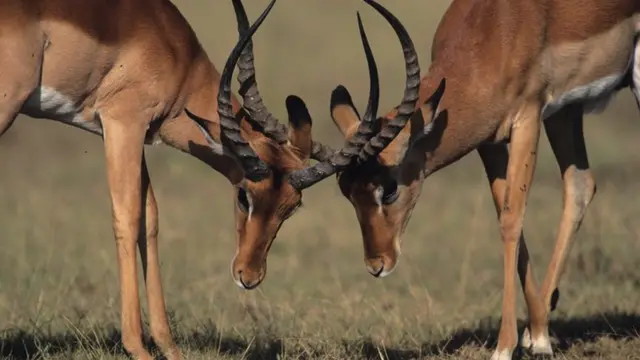 Impalas