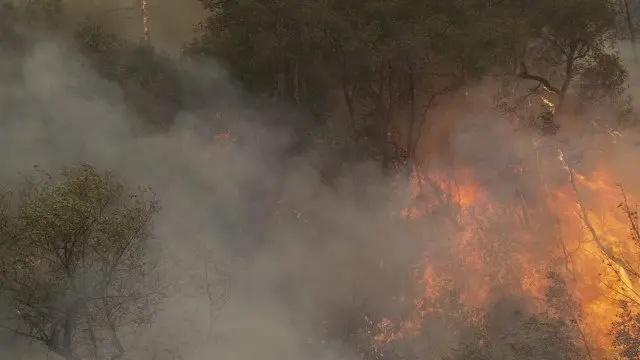 காடு அழித்தல்