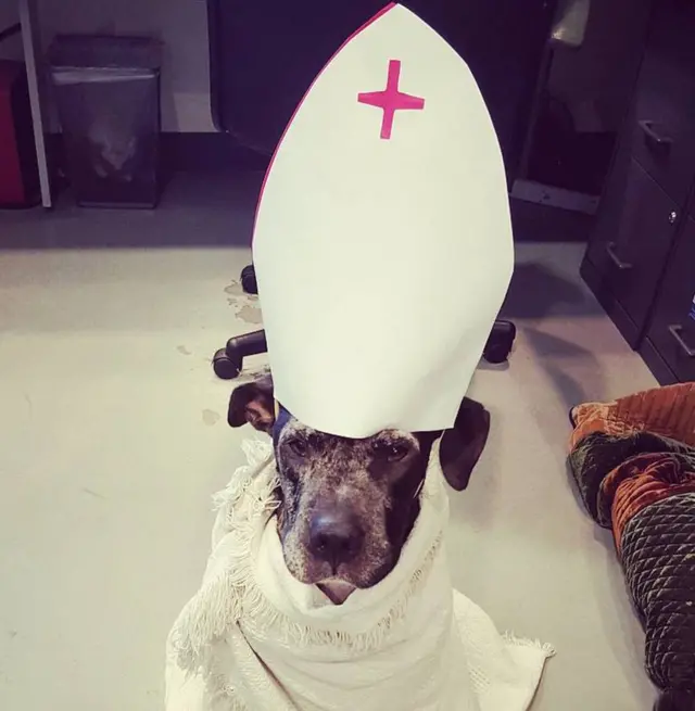 A dog in a white mitre and cassock