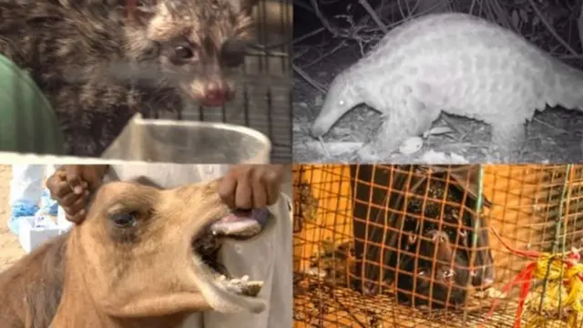 binatang perantara penular virus corona