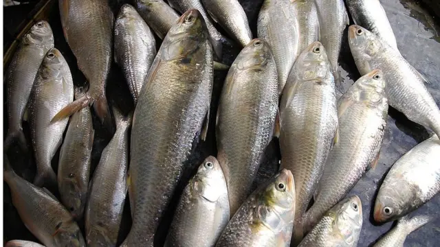 ইলিশ।