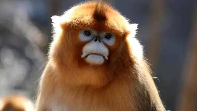 Известно, что обезьяны оплакивают своих погибших сородичей