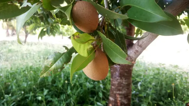 பஞ்சாபி விவசாயிகள்