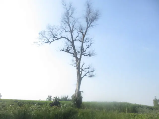 कञ्चनपुरको पुर्नवास नगरपालिका–४ गोविन्द बजारस्थित नेपाल–भारत सीमा क्षेत्रमा रहेको डुंग्रीको रुख । उक्त रुखलाई भारतले यहाँको सिमा स्तम्भ नं. २०० दाबी गर्दै आएको छ ।