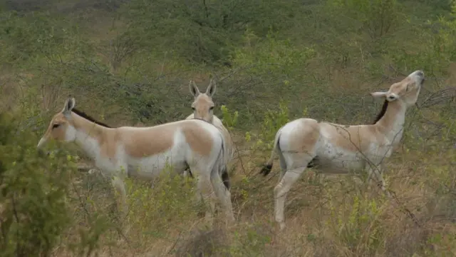 जंगली गधा, वाइल्ड ऐस, कच्छ, अखिलेश यादव