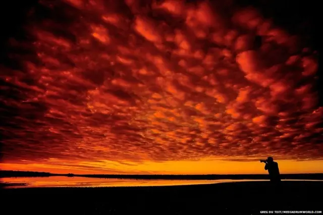 अफ्रीका के जानवर