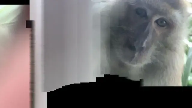 بندر کی سیلفی