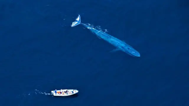 Foto áerea mostra baleia ao ladoslots que estao pagandobarco