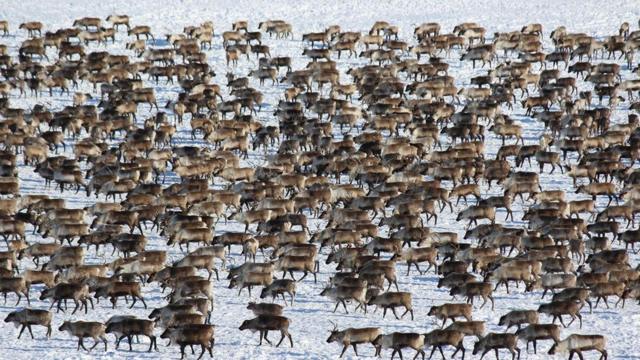 加拿大西北疆域的极北边地，是这个国家最大的一群驯鹿的家园