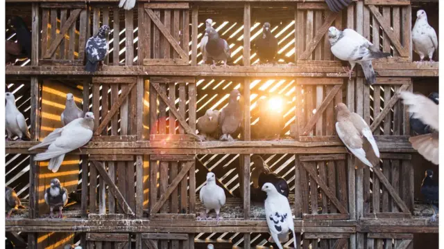 শখে কবুতর পোষেন অনেকে।