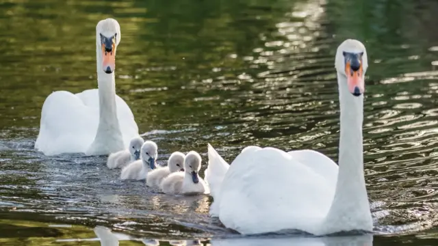 Пара лебедей с выводком
