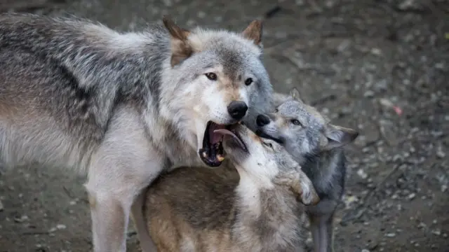 Lobos lambendo a boca um do outro