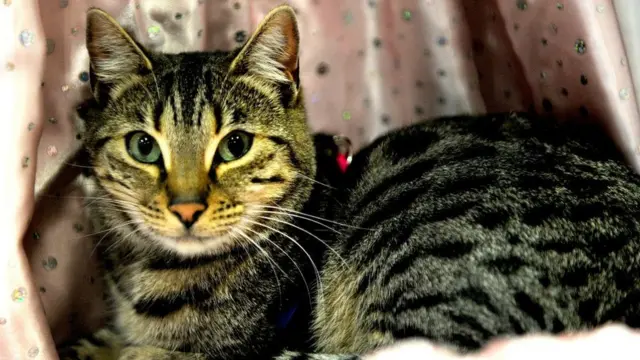 cat