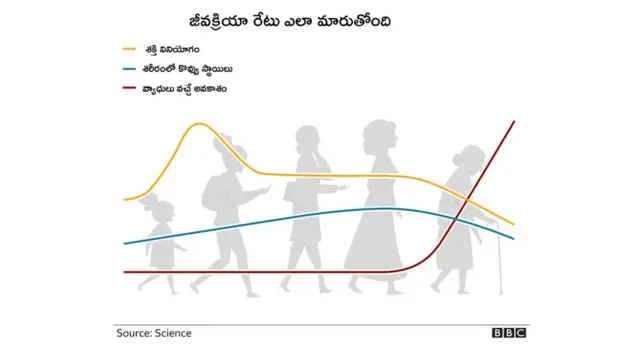 మెటబాలిజం
