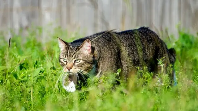 Кошка на охоте