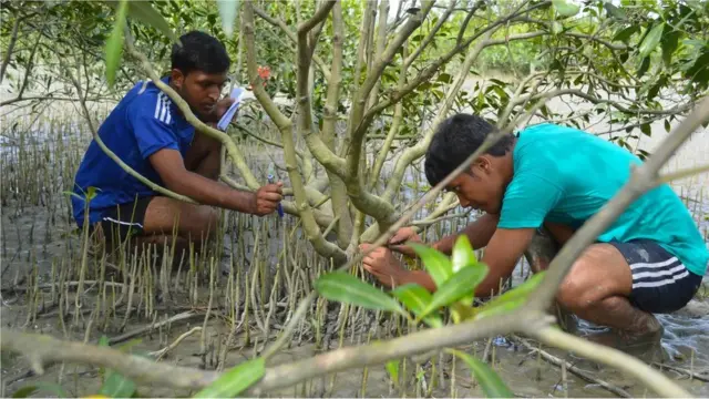 Les huîtres peuvent également encourager la croissance des mangroves et renforcer la protection.